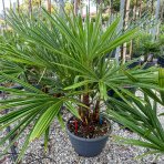 Palma konopná (Trachycarpus fortunei) - výška kmeňa 10-20 cm, celková výška 60-90 cm - 3-4 palmy v jednom kvetináči, kont. C20L (-17°C) 